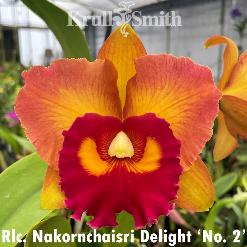 Big Cattleya Mystery Pack