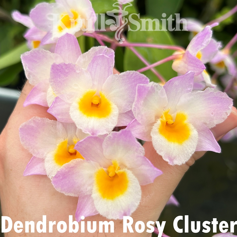 Dendrobium lasianthera ('Mem. Kevin Zatkovich' x 'Krull-Smith' FCC