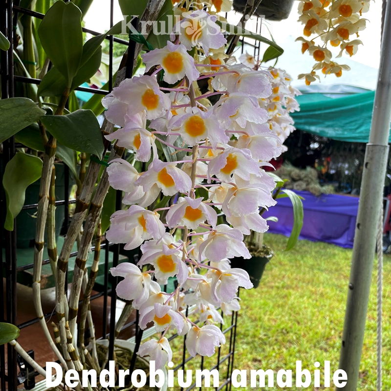 Parent Seedling Dendrobium Rosy Custer