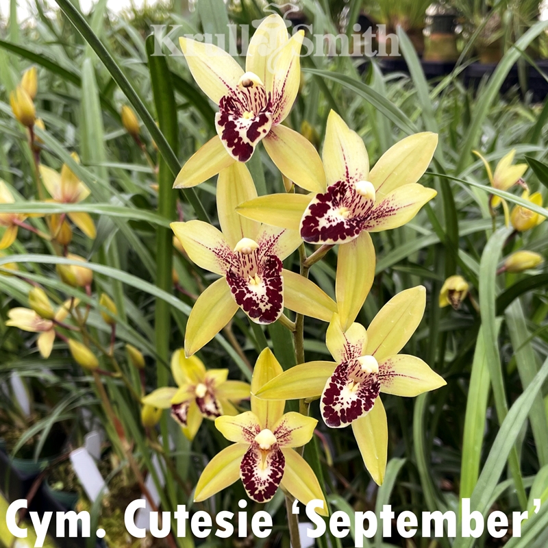 Cymbidium Ben Singer x Mem. Amelia Earhart