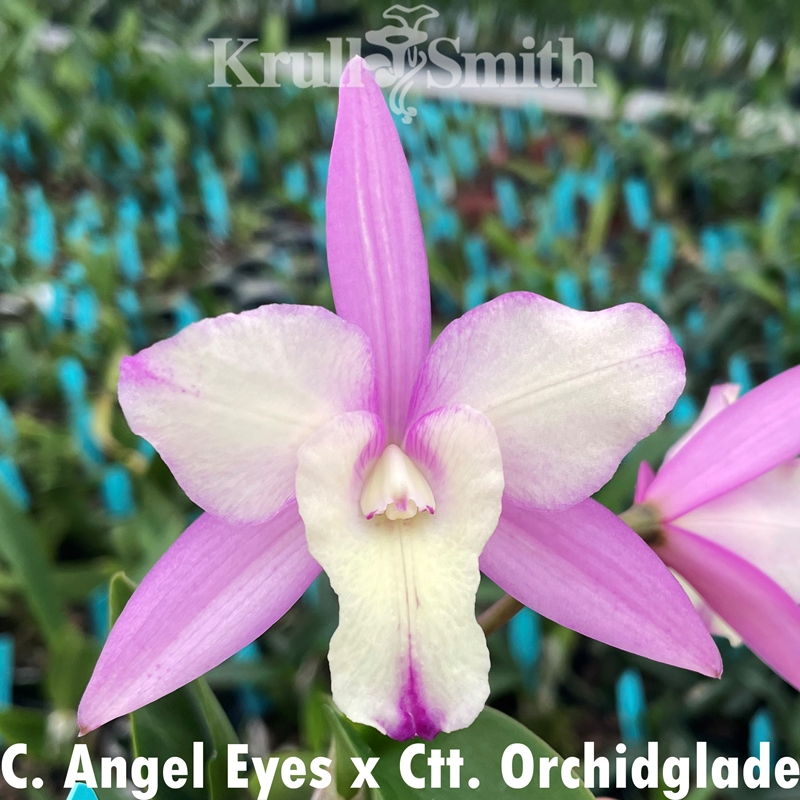 Parent Seedling Cattleya Angel Eyes x Ctt. Orchidglade