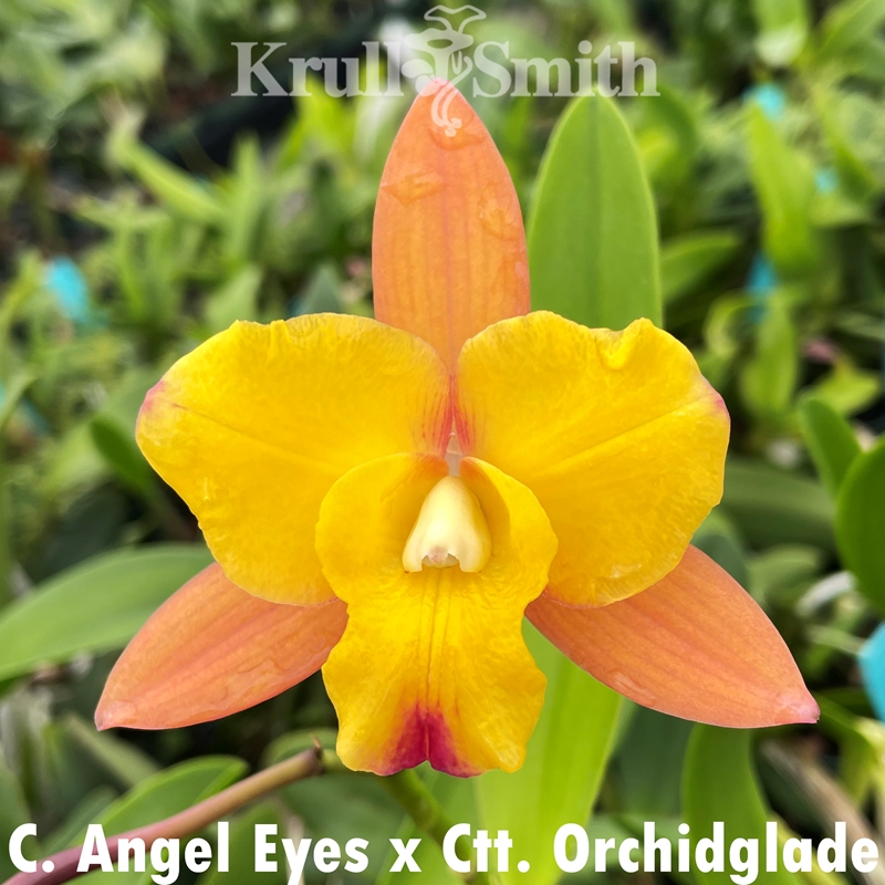 Cattleya Angel Eyes x Ctt. Orchidglade Cattleya Angel Eyes x Ctt. Orchidglade