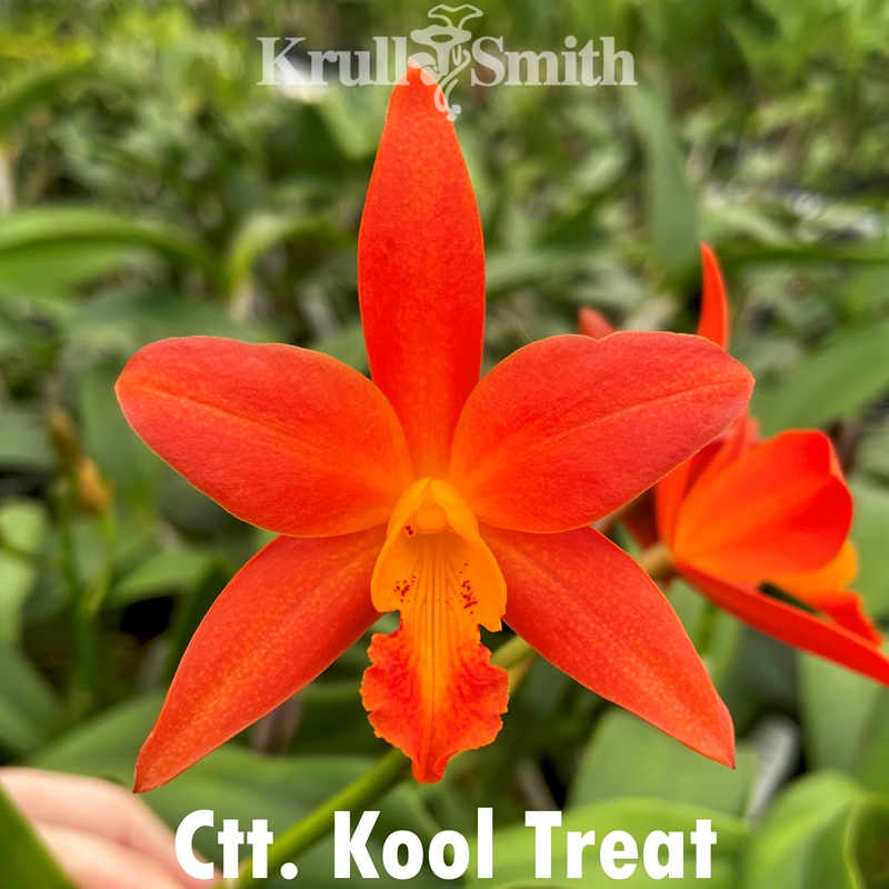 Ctt. Kool Treat