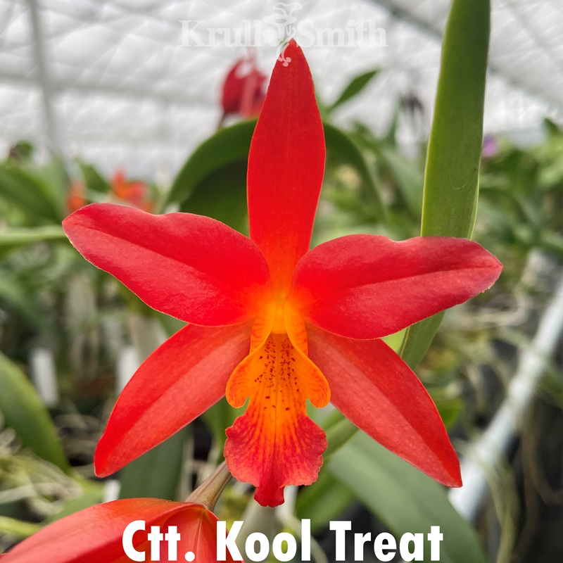 Ctt. Kool Treat