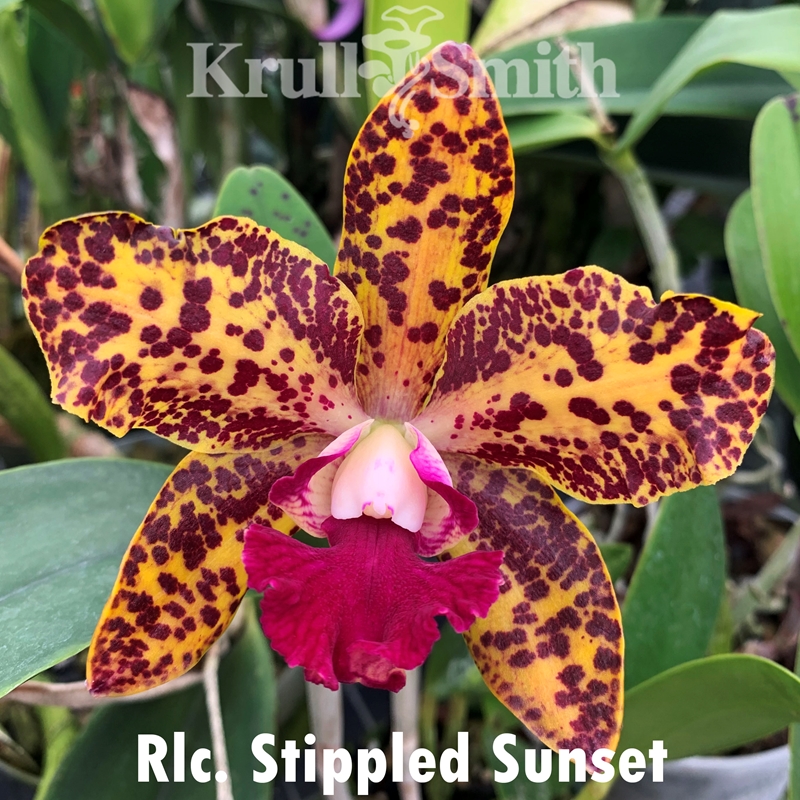 Rlc. Stippled Sunset