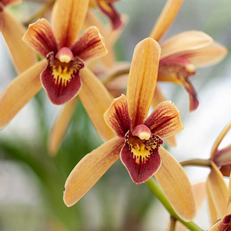 Cymbidium Pakkret Firestorm x canaliculatum var. sparksii