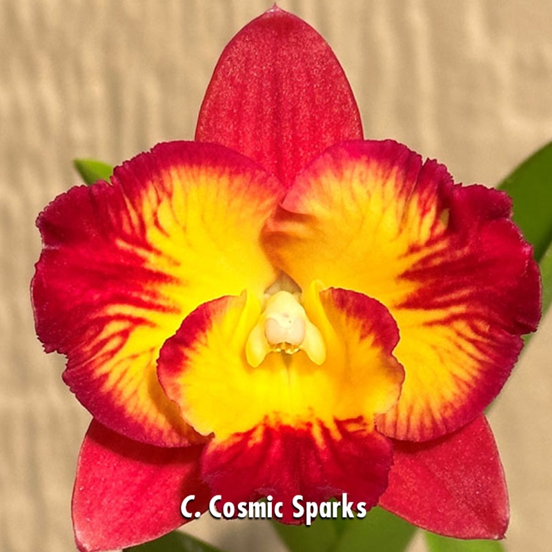 Parent Seedling Rlc. Mem. Christina Montero  x C. Cosmic Sparks