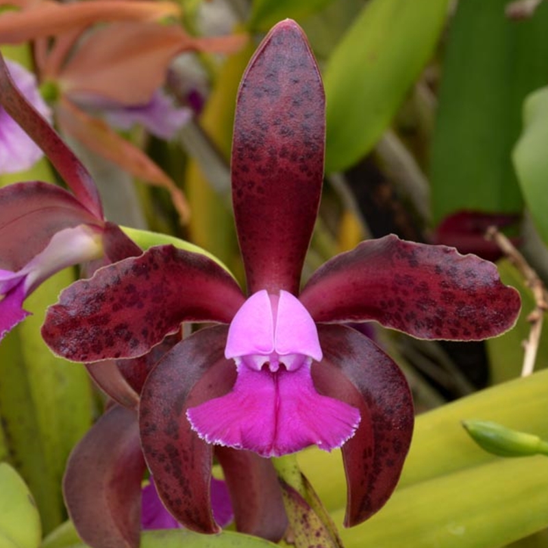 Parent Seedling Cattleya tigrina ('SVO Prince' x 'Claire x Kathleen')
