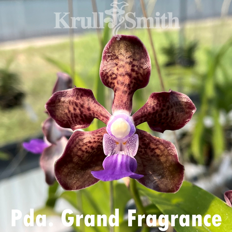 Vanda Grand Fragrance