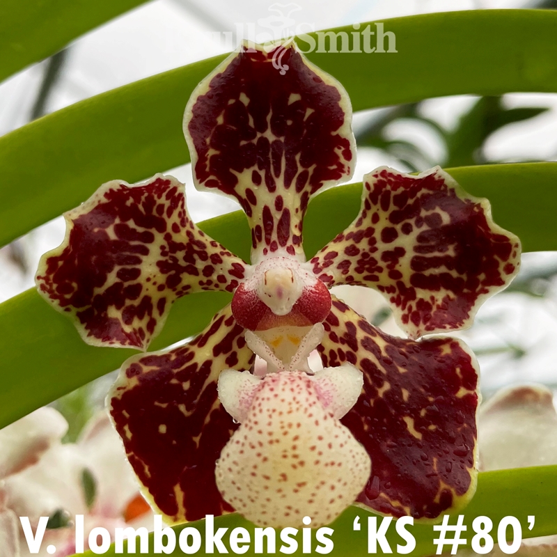 花 DA Laelia anceps var dawsonii ('Zenith' x 'John Tucker') - OrchidWeb