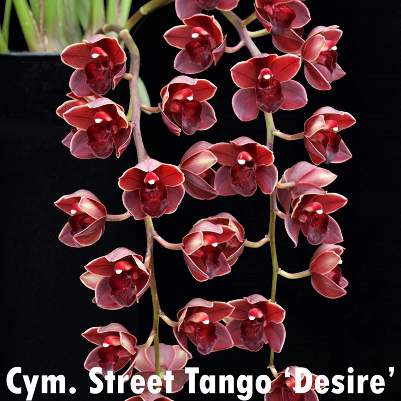 Krull-Smith - Cymbidium Tagami's Special (2044)