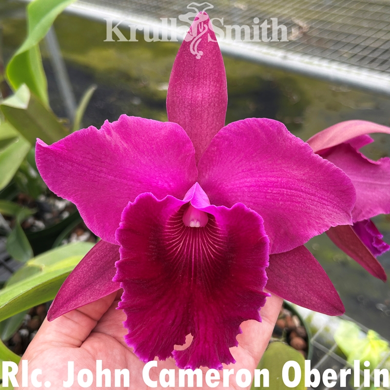 Rlc. John Cameron Oberlin