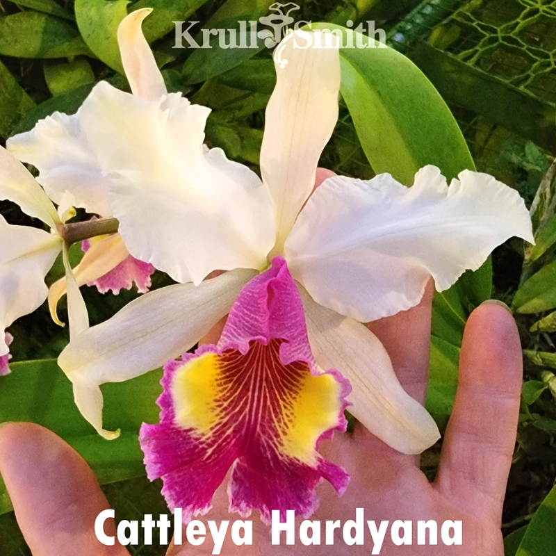 Cattleya Hardyana (19103) - Colchicine Treated