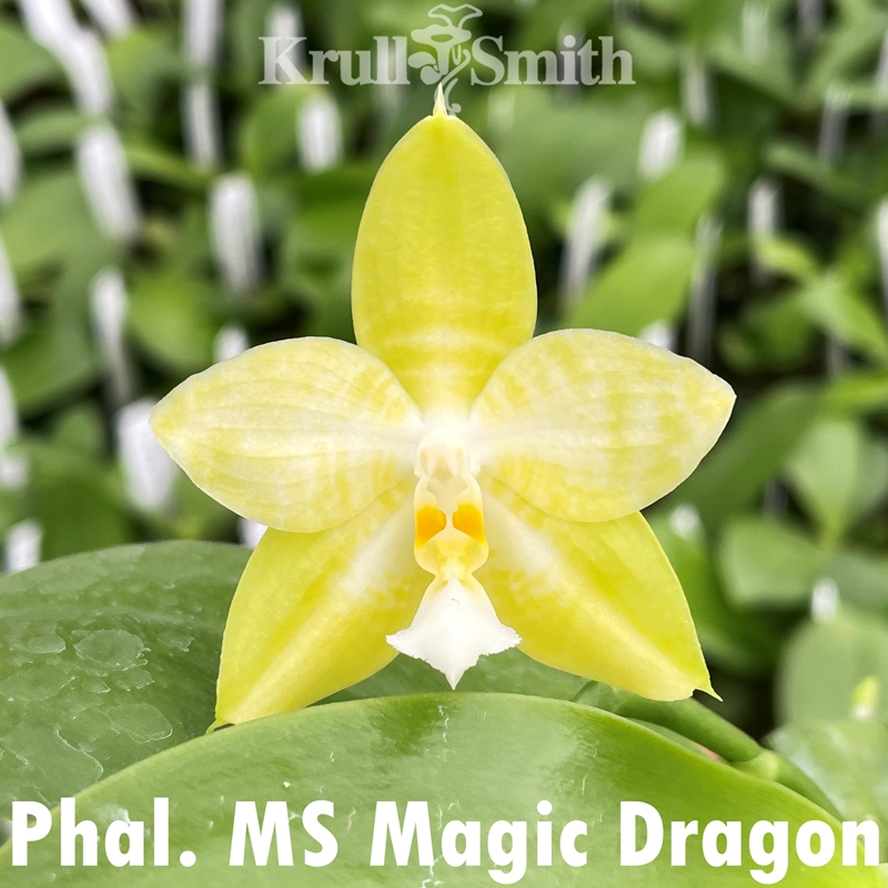 Phalaenopsis MS Magic Dragon