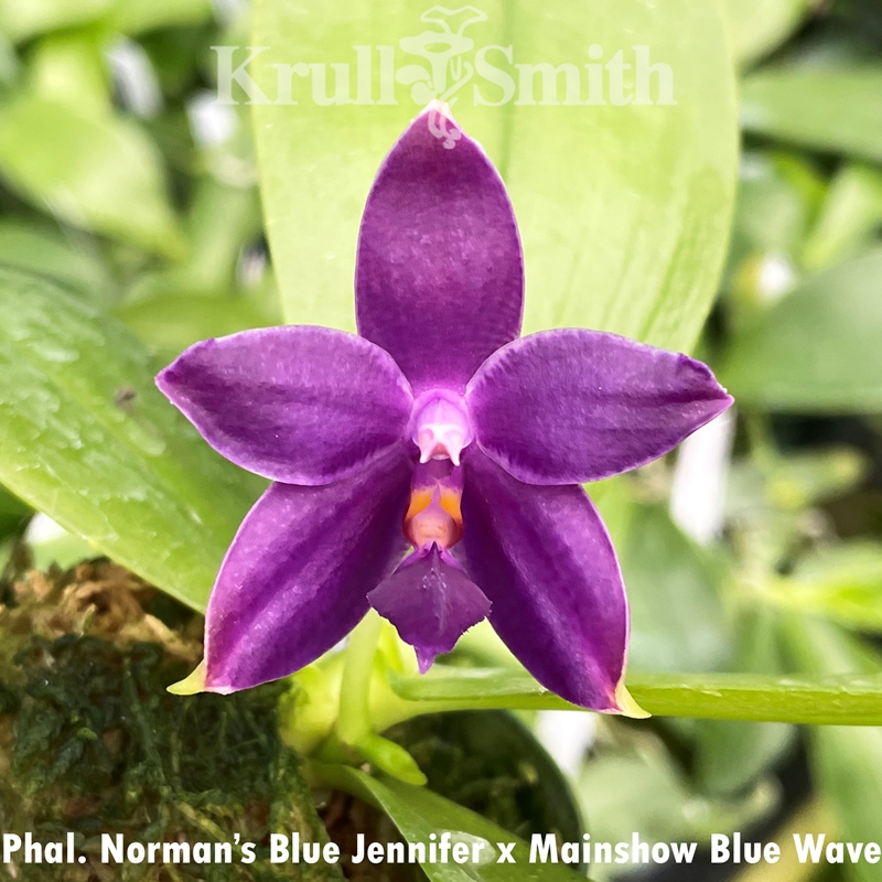 Krull-Smith - Phalaenopsis Norman's Blue Jennifer x Mainshow