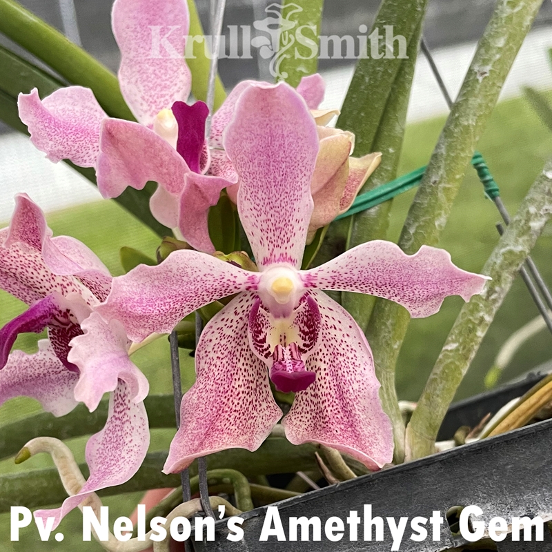 Vanda Black Diamond x Pda. Erika Cizek Dann