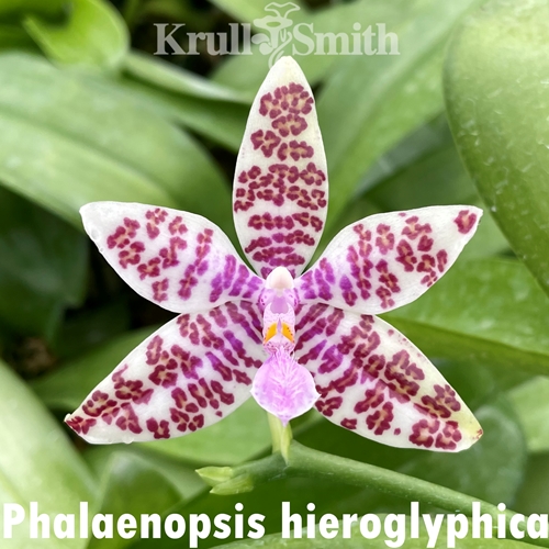 Phalaenopsis hieroglyphica