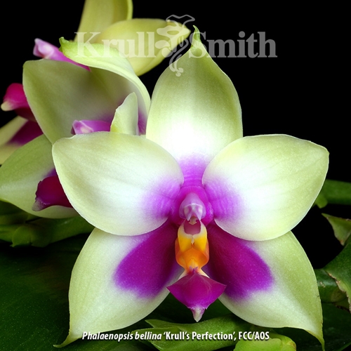 Phalaenopsis bellina 'Krull's Perfection', FCC/AOS
