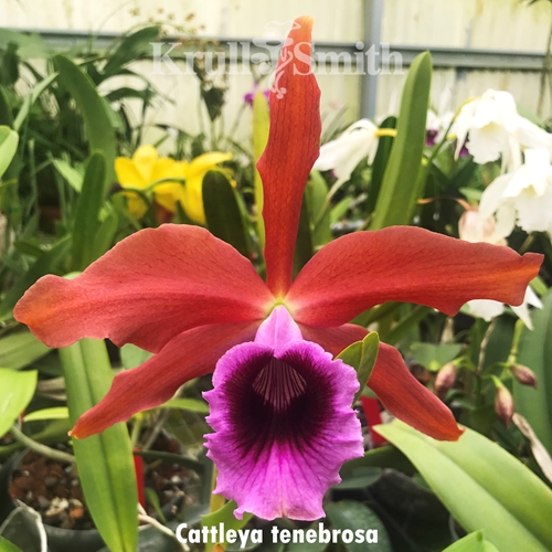 Cattleya tenebrosa