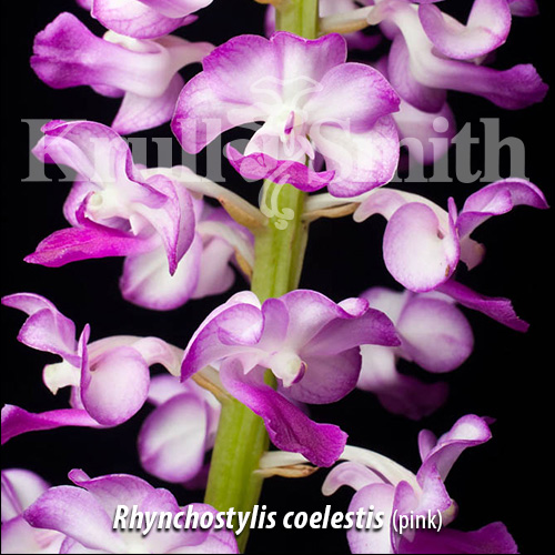 Rhynchostylis coelestis (pink)