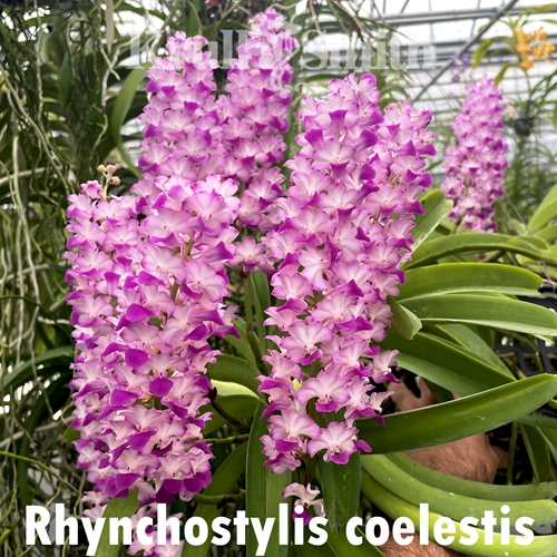 Rhynchostylis coelestis (pink)