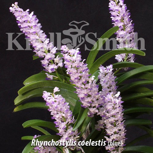 Rhynchostylis coelestis (blue)