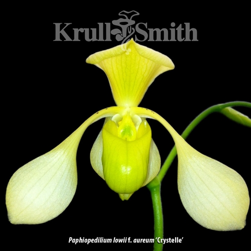 Paphiopedilum lowii f. aureum