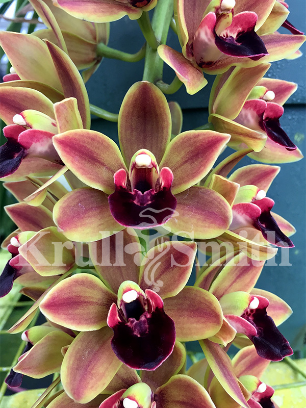 Cymbidium Geno's Gem 'Emerald Fire' FCC/AOS