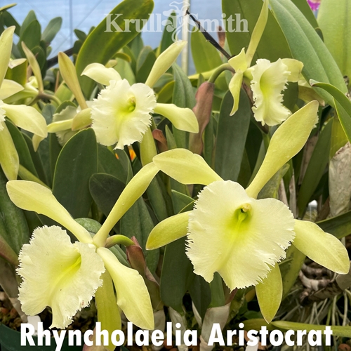 Rhyncholaelia Aristocrat