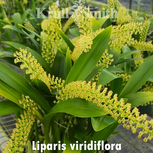 Liparis viridiflora