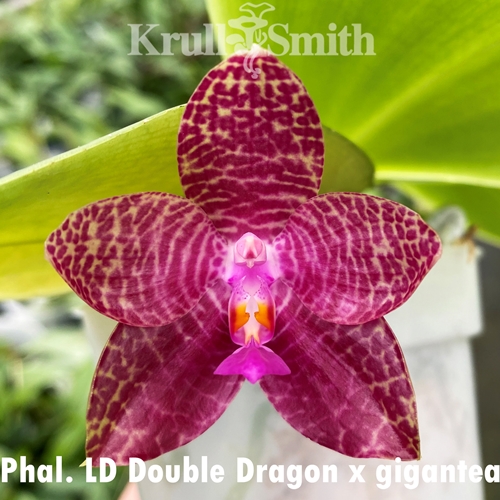 Phal. LD Double Dragon x gigantea