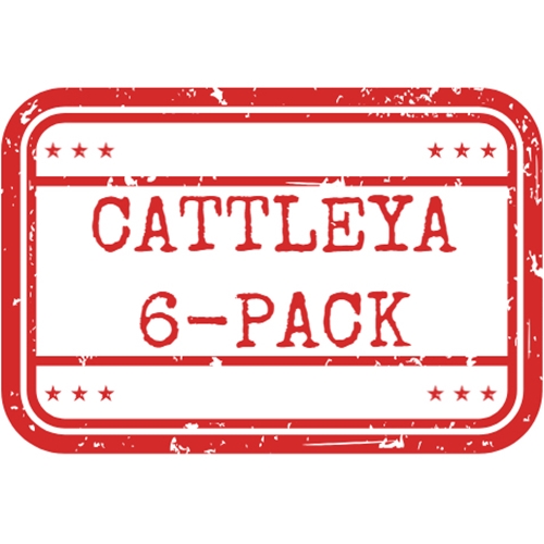 *Cattleya 6-Pack*
