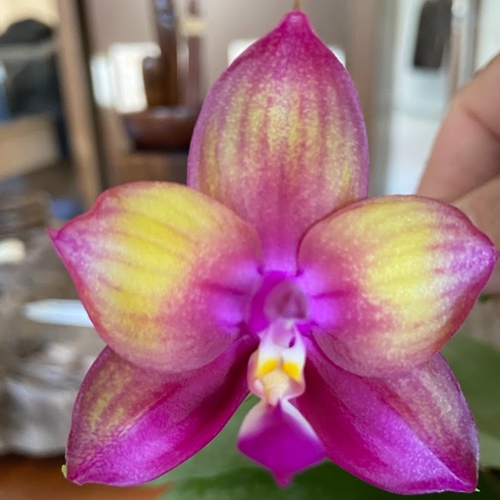 Seedling Parent B Phalaenopsis Mainshow Colourful x Mituo Love