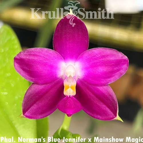 Phalaenopsis Norman's Blue Jennifer x Mainshow Magic