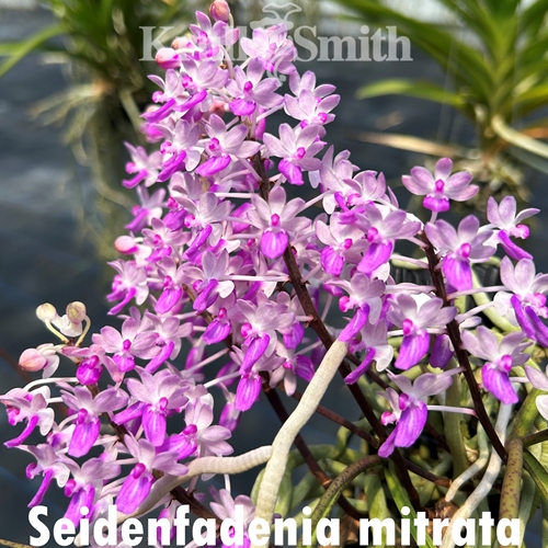Seidenfadenia mitrata (Pink)