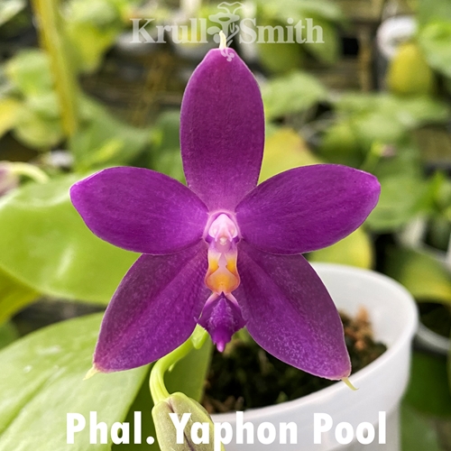 Phal. Yaphon Pool