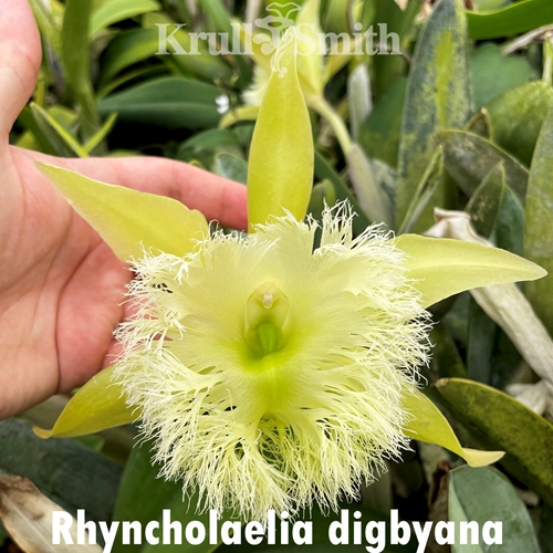 {ラスト} 蝶 クルバ クリッサナ 幸運,富　プラクルアン Rhyncholaelia digbyana (1739) - Colchicine Treated