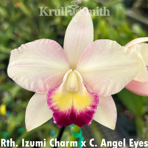Rth. Izumi Charm x C. Angel Eyes