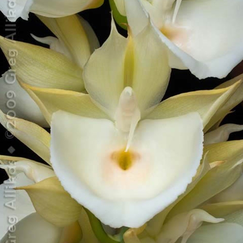 Catasetum pileatum