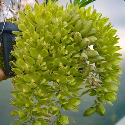 Clowesia thylaciochila x Clowesia russeliana