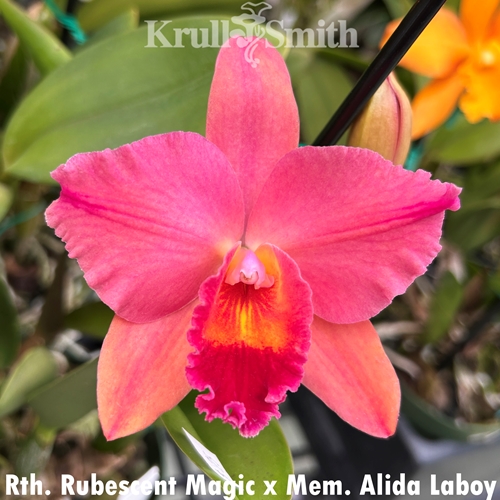 Rth. Rubescent Magic x Mem. Alida Laboy