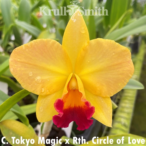Cattleya Tokyo Magic x Rth. Circle of Love