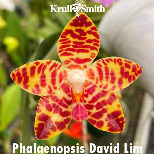 Phalaenopsis David Lim