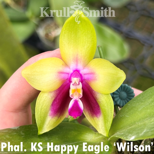 Phalaenopsis KS Happy Eagle 'Wilson'