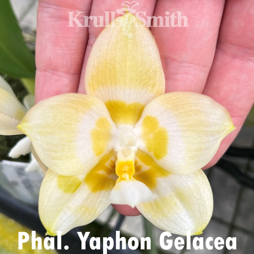 Phalaenopsis Yaphon Gelacea