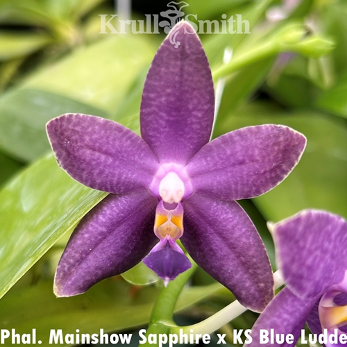 Phalaenopsis Mainshow Sapphire x KS Blue Ludde