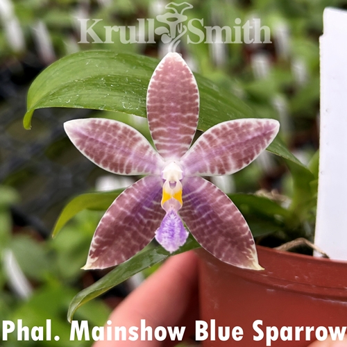 Phalaenopsis Mainshow Blue Sparrow