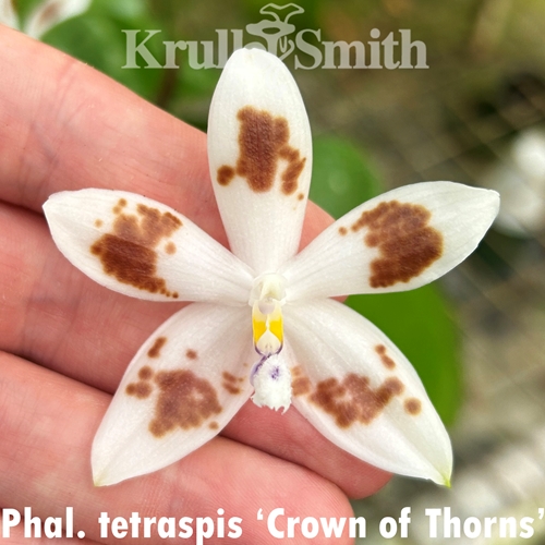 Phalaenopsis tetraspis 'Crown of Thorns'