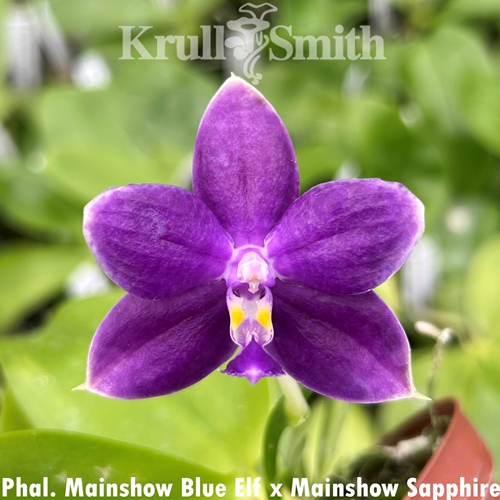 Phalaenopsis Mainshow Blue Elf x Mainshow Sapphire