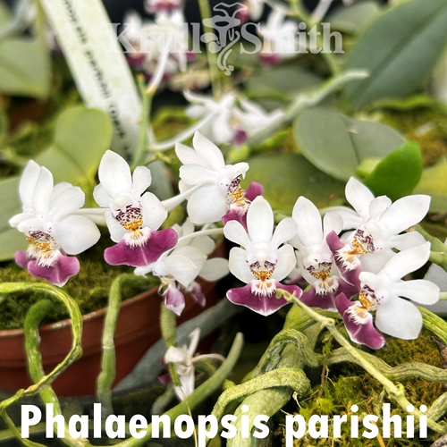 Phalaenopsis parishii